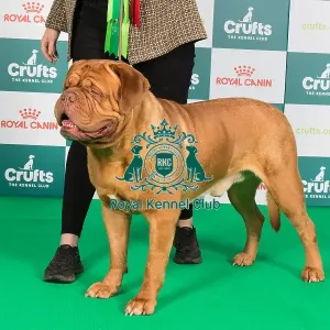 Crufts 2024 Best of Breed Stacked Dogue de Bordeaux 10215 - Nld Ch Hooch De Force of Mazzel (Miss N Van Den Ochtend)