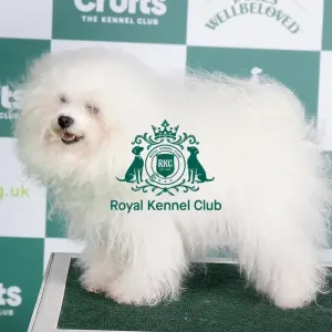 Crufts 2024 Best of Breed stacked Enjanicka Toscana Mio Caro Owner: Mrs J Towers Crufts 2024 Best of Breed stacked Enjanicka Toscana Mio Caro Owner: Mrs J Towers