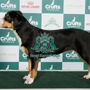 Crufts 2024 Best of Breed Stacked Entlebucher Mountain Dog AV Import 11433 - Cze Ch Annie Felix Z Majoveho Domu (Mr Tomas Kostrhun)