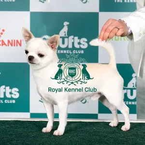 Crufts 2024 Best of Breed stacked Esp/cr/slo/rus Ch Omg Omgs Lipetskih Ozer Owner: Mrs N Kriuchkova Crufts 2024 Best of Breed stacked Esp/cr/slo/rus Ch Omg Omgs Lipetskih Ozer Owner: Mrs N Kriuchkova