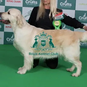 Crufts 2024 Best of Breed Stacked Fenpinque Vogue Owner: Ms Campion