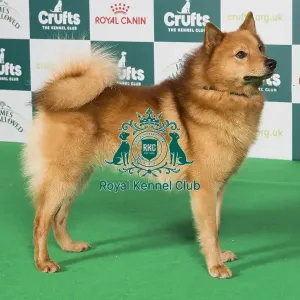 Crufts 2024 Best of Breed Stacked Finnish Spitz Ch Enkelini Hopeinen Ukkonen Owner: Miss A C Rolfe