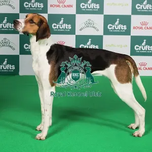 Crufts 2024 Best of Breed Stacked Foxhound Lady Roxburgh of Liscia Owner: Mrs H Waugh