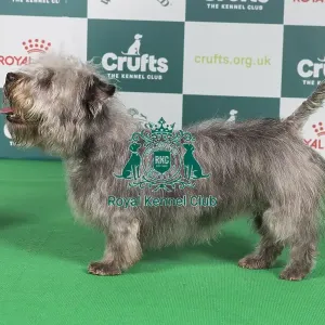Crufts 2024 Best of Breed Stacked Galore Victory Royale of Abberann Owner: Mrs A White Crufts 2024 Best of Breed Stacked Galore Victory Royale of Abberann Owner: Mrs A White