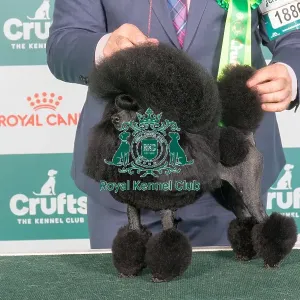 Crufts 2024 - Best of Breed Stacked Am Gch Sweet Aico Miss Yoyo at Piedmont Owner: Mr B Drewitt-Barlow Crufts 2024 - Best of Breed Stacked Am Gch Sweet Aico Miss Yoyo at Piedmont Owner: Mr B Drewitt-Barlow