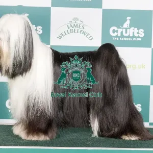 Crufts 2024 - Best of Breed Stacked Am Gchg Barnstorm One Chance Fancy by Dzine Owners: Mrs D & Mrs P & Ms L & Ms M Planche & Bernardo & Cook & Demers Crufts 2024 - Best of Breed Stacked Am Gchg Barnstorm One Chance Fancy by Dzine Owners: Mrs D & Mrs P & Ms L & Ms M Planche & Bernardo & Cook & Demers