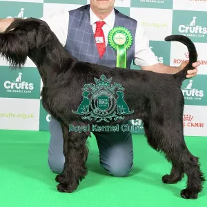 Crufts 2024 Best of Breed Stacked Giant Schnauzer 10292 - Ch Fostergiants Revelation at Draxpark (Mrs L J Parker)