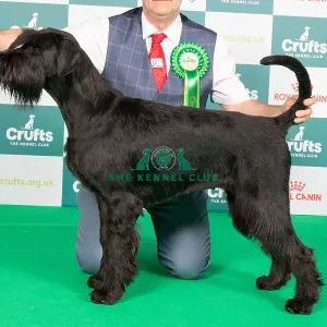 Crufts 2024 Best of Breed Stacked Giant Schnauzer 10292 Art