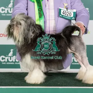 Crufts 2024 Best of Breed stacked Golbourne Izzadorable JW Owners: Messrs K & R J Morgan-Stanley Crufts 2024 Best of Breed stacked Golbourne Izzadorable JW Owners: Messrs K & R J Morgan-Stanley