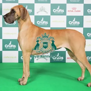 Crufts 2024 Best of Breed Stacked Great Dane 10389 - Smalltall`s Looking for Trouble Nv-21 Njrv-21 Dkjrv-21 (Mrs Hl Lund)