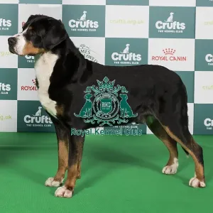 Crufts 2024 Best of Breed Stacked Great Swiss Mountain Dog 10487 - Am Gchg Ch Aegis Confessions of A Dangerous Mind Rn Fdc Act1j Cgca Tki (Mrs A & Mr T & Ms K Allen & Kopfer & Krumpe)