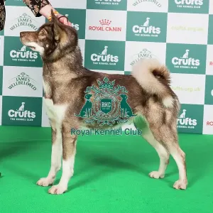 Crufts 2024 Best of Breed Stacked Greenland Dog 10498 - Fenrirkin Catch Me If You Can (Mrs J Taylor)