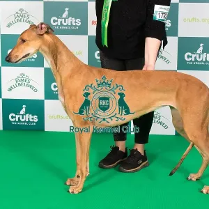 Crufts 2024 Best of Breed Stacked Greyhound Ch/it Ch/es Ch Sobers Geraldine Al Jch Owners: Mrs B & Mr P Ahrens & Primavera