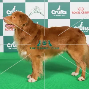 Nova Scotia Red Dog Breed Names Crufts 2024 Best Of Breed Stacked
