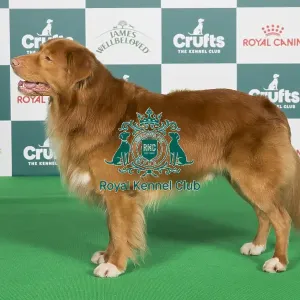 Crufts 2024 Best of Breed Stacked Gundog Group Nova Scotia Duck Tolling Retriever Int/nl/dk (u)/de Ch Alba Nuadh Gwenny's Working Secret Owners: Mr L.d. & Ms J. Douma & Van Der Zijden