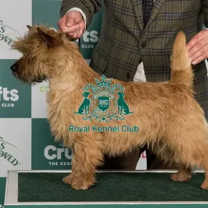 Crufts 2024 Best of Breed Stacked Hjohoo's I'm Perfect for Hjo Owner: Miss Theodorsson Crufts 2024 Best of Breed Stacked Hjohoo's I'm Perfect for Hjo Owner: Miss Theodorsson
