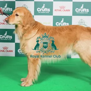 Crufts 2024 Best of Breed Stacked Hovawart 10550 - Hightimbers Ticket to Rock (Mrs B & Mr B Werner-Dellar & Dellar)