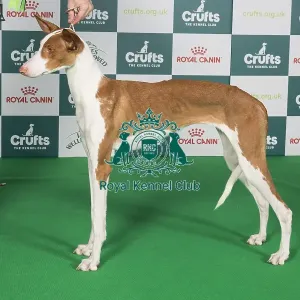 Crufts 2024 Best of Breed Stacked Ibizan Hound Manuka Baltas Vejas Owner: Ms Keserauskiene