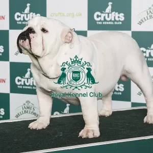 Crufts 2024 - Best of Breed Stacked Ilussion White Bright Diamond Owner: D Sebelova Crufts 2024 - Best of Breed Stacked Ilussion White Bright Diamond Owner: D Sebelova