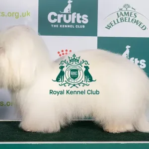 Crufts 2024 Best of Breed stacked Int/bel Ch Cotonkiss Heaven Help Us Nlw'23 Owner: Mrs C Clarke Crufts 2024 Best of Breed stacked Int/bel Ch Cotonkiss Heaven Help Us Nlw'23 Owner: Mrs C Clarke