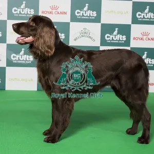 Crufts 2024 Best of Breed Stacked Int/bel Ch Umpalapapa I Feel So Crazy Grace Van De Boterakker Owner: Mrs E Konings