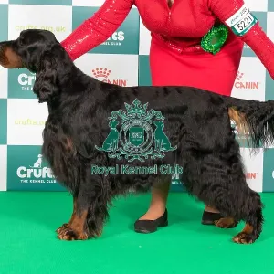 Crufts 2024 Best of Breed Stacked Int Ch/sh Ch Carnoustie Let The Game Begin (ai) (Imp Aus) Owners: Mr J & Mrs R & Mrss Newton & Cornum & Timmermann