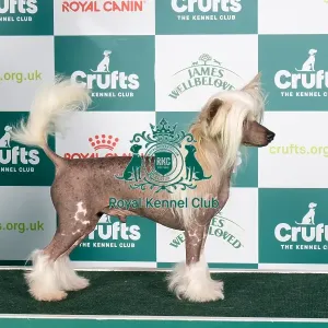 Crufts 2024 Best of Breed stacked Int/multi Ch Achilles Empathie Owner: Mrs M Sojka Crufts 2024 Best of Breed stacked Int/multi Ch Achilles Empathie Owner: Mrs M Sojka