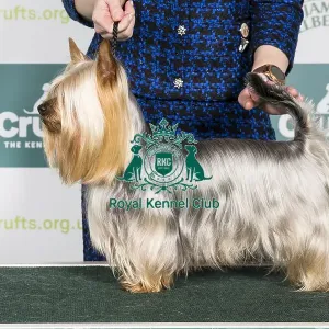 Crufts 2024 Best of Breed stacked Int/multi Ch Hades El Damikon Owner: Ms Lucie Vaničkova Crufts 2024 Best of Breed stacked Int/multi Ch Hades El Damikon Owner: Ms Lucie Vaničkova