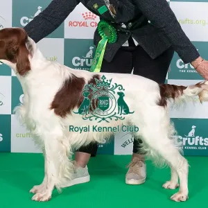 Crufts 2024 Best of Breed Stacked Irish Red and White Setter Sh Ch Talintyre Winter Shadow Owner: Mrs J Tait