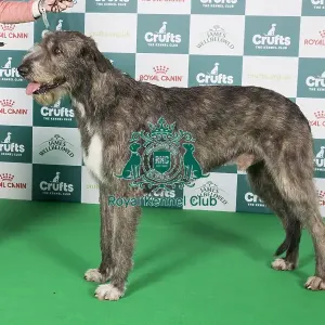 Crufts 2024 Best of Breed Stacked Irish Wolfhound Caredig Messner Pavese Owner: Dr L. Salamon