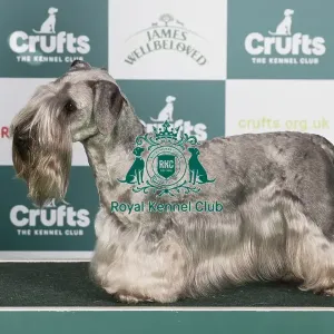 Crufts 2024 Best of Breed Stacked Ives Des Bourdons Farouches Ww21 Owner: Mrs B Emperatriz Crufts 2024 Best of Breed Stacked Ives Des Bourdons Farouches Ww21 Owner: Mrs B Emperatriz