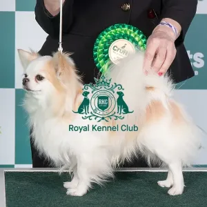 Crufts 2024 Best of Breed stacked Jp/dk/se/fi/no Ch Bramver's Millionaire Owner: Mrs Irene Peeker Crufts 2024 Best of Breed stacked Jp/dk/se/fi/no Ch Bramver's Millionaire Owner: Mrs Irene Peeker