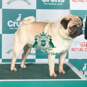 Crufts 2024 Best of Breed stacked Judamie Eltons Sun Owners: Ms J & Mr D Dawson-Payne & Mousley Crufts 2024 Best of Breed stacked Judamie Eltons Sun Owners: Ms J & Mr D Dawson-Payne & Mousley