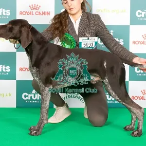 Crufts 2024 Best of Breed Stacked Kavacanne Bolt from The Blue Owners: Miss C & Mr J Wetton & Morris