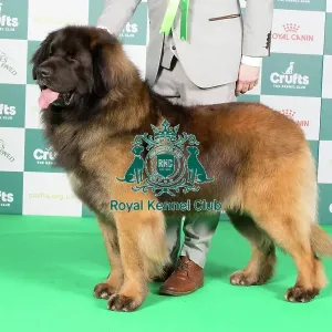 Crufts 2024 Best of Breed Stacked Leonberger 10670 - Ch Corleone Navigator at Kalizmar (Imp Can) (Mr L & Miss K Studholme & Rushby)