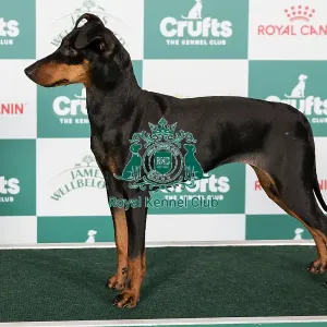 Crufts 2024 Best of Breed Stacked Manchester Terrier 15245 - Erkenwyne Firefly (Mrs J Jones) Crufts 2024 Best of Breed Stacked Manchester Terrier 15245 - Erkenwyne Firefly (Mrs J Jones)
