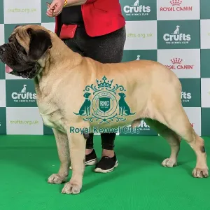 Crufts 2024 Best of Breed Stacked Mastiff 10719 - Ch/int/ir/lux/swiss/dk Ch Cyberus Its All About Bertie for Womlu An Ch 22 Cw22 Cen W Ww23 (Mrs & Mrs T Coulman-Hole)