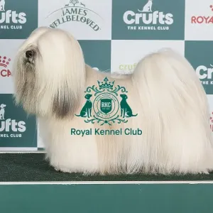Crufts 2024 - Best of Breed Stacked Multi Ch Ithera Cosa Di Vero Owners: Ms L. & Ms N. Cesnaviciute & Rudminiene Crufts 2024 - Best of Breed Stacked Multi Ch Ithera Cosa Di Vero Owners: Ms L. & Ms N. Cesnaviciute & Rudminiene