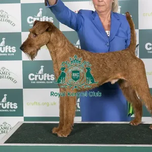 Crufts 2024 Best of Breed Stacked Multi Ch/nordic Ch Smox His Majesty Ww'23 Sew'23 Fiw'23 Owner: Mrs E G Skalberg Crufts 2024 Best of Breed Stacked Multi Ch/nordic Ch Smox His Majesty Ww'23 Sew'23 Fiw'23 Owner: Mrs E G Skalberg