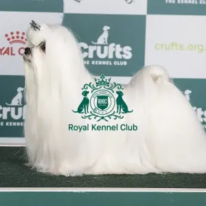 Crufts 2024 Best of Breed stacked Multi/int Ch Carmidanick Bohemian Rhapsody Owner: Mrs C Roberts Crufts 2024 Best of Breed stacked Multi/int Ch Carmidanick Bohemian Rhapsody Owner: Mrs C Roberts