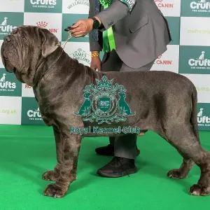 Crufts 2024 Best of Breed Stacked Neapolitan Mastiff 10755 - Swiss/esp Ch Tommaso Goffredo's Taro Ww (Mr M Mafi)