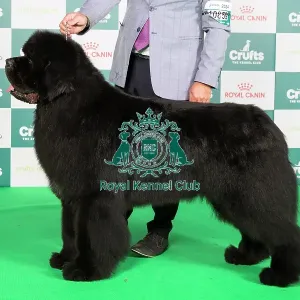 Crufts 2024 Best of Breed Stacked Newfoundland 10859 - Srb Ch Reggae Man De La Baie De Pempoul (P Le Rest)