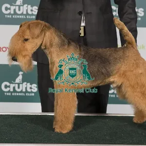 Crufts 2024 Best of Breed Stacked Nordlicht von Den Schonen Bergen Owner: Mr F W Schoneberg Crufts 2024 Best of Breed Stacked Nordlicht von Den Schonen Bergen Owner: Mr F W Schoneberg