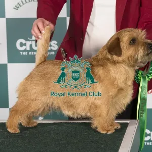 Crufts 2024 Best of Breed Stacked Norfolk Terrier 15307 - Ch Kinsridge Cash Point (Miss D Jenkins) Crufts 2024 Best of Breed Stacked Norfolk Terrier 15307 - Ch Kinsridge Cash Point (Miss D Jenkins)