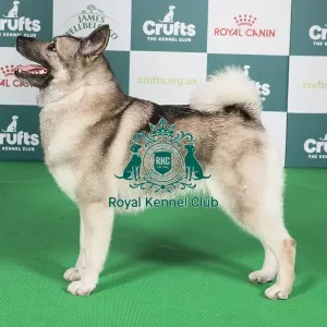 Crufts 2024 Best of Breed Stacked Norwegian Elkhound Am Ch Kamgaard Klementina (Imp Usa) Owners: Mss & Ms M Simmonds & Mott