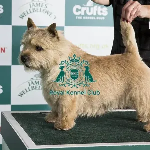 Crufts 2024 Best of Breed Stacked Norwich Terrier 15345 - Ch Ragus Punch Bowl (Mrs L & Mrs Y Crawley & Baldwin) Crufts 2024 Best of Breed Stacked Norwich Terrier 15345 - Ch Ragus Punch Bowl (Mrs L & Mrs Y Crawley & Baldwin)