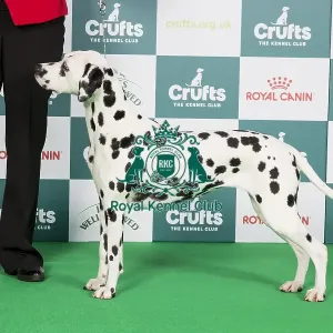 Crufts 2024 - Best of Breed Stacked Offordale Santtini Owner: Mrs J E Alexander Crufts 2024 - Best of Breed Stacked Offordale Santtini Owner: Mrs J E Alexander