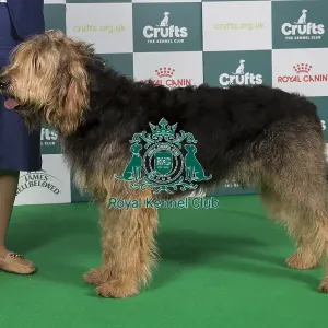 Crufts 2024 Best of Breed Stacked Otterhound Ch Olphae Charman Owner: Mrss Lewis
