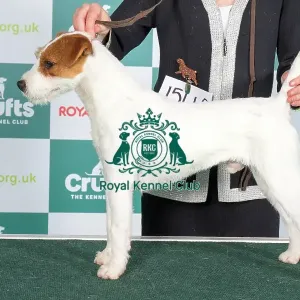 Crufts 2024 Best of Breed Stacked Parson Russell Terrier 15448 - Vixenview Silent Uh Sass in (Ms D Manson) Crufts 2024 Best of Breed Stacked Parson Russell Terrier 15448 - Vixenview Silent Uh Sass in (Ms D Manson)