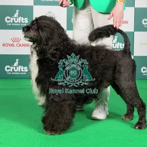 Crufts 2024 Best of Breed Stacked Portuguese Water Dog Print. Art